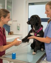 Tierarztpraxis Oppenheim Bild 5