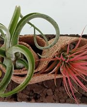 DecoArt Vinya i Mar imagen 3