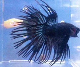 pez-negro-04-g.jpg