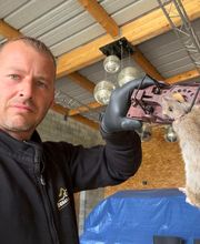 Dérat Guêpe 26 image 15