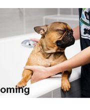 Centennial Kennels image 3