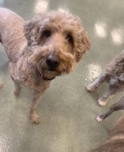 Spa Paw & Tail Premier Pet Resort image 18