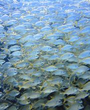 Fuerteventura Diving imagen 3