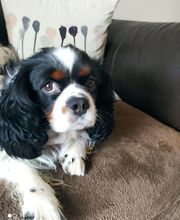 Asenack Association image 14