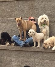 A Dog's World image 7