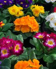 Blumen Kraft Bild 2
