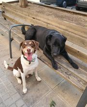 Adiestra2 / Adiestrador Canino en Barcelona y alrededores imagen 5