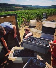 Vignerons de la Colline Eternelle image 4