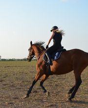 Reiterhof Daugzin C. Edel & E. Berkhahn GbR Bild 13