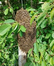 Stop Insectes image 1