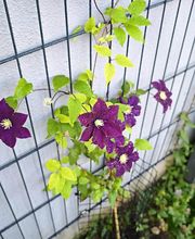 Stadt Hausmeister Bild 7