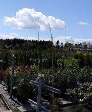 Kienzle Garten GmbH Bild 12
