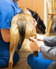 Belton Animal Clinic & Exotic Care Center image 10