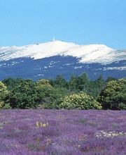 Adjedj Didier image 8