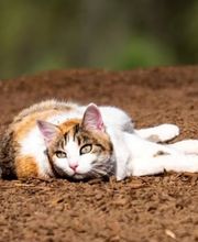 Entdecken Sie hochwertigen Katzenbedarf bei Tier im Mittelpunkt – von gesundem Katzenfutter über Snacks bis hin zu Ergänzungsfutter. Für Vitalität, Wohlbefinden und eine artgerechte Ernährung Ihrer Katze.