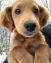 Gentle Doctor Animal Hospital image 18