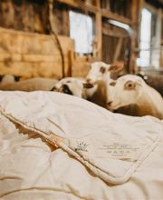 WollReich Haslital GmbH Bild 10