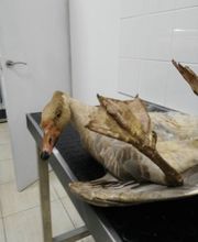 Clinica Veterinaria Exotia Santa Ursula imagen 8