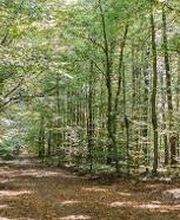 FriedWald Hasbruch Bild 2