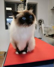 Mon Chien C'est Quelqu'un image 9