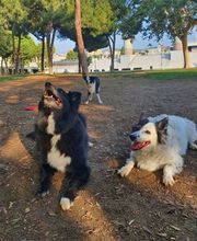 Adiestra2 / Adiestrador Canino en Barcelona y alrededores imagen 2
