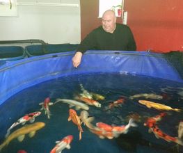 Koi-Müller-Erzgebirge Bild 5