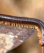 Waltham Pest Services image 2