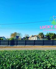 Lucky Green Normandie image 2