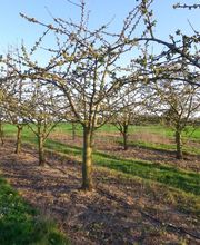 S . N Les Vergers De Muant SARL image 6