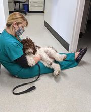 Bridge Veterinary Hospital image 4