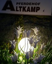 Tulpen im Licht- Abendstimmung