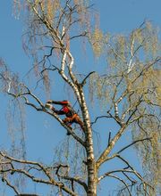 Henzelmann's Baumpflege AG Bild 6