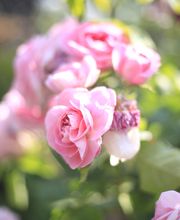 Elztal Gartenbau Bild 44