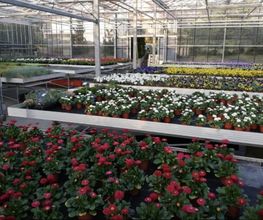 Blumen Egl Bild 1
