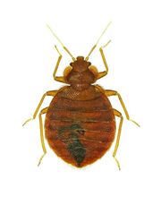 Wrehde Schädlingsbekämpfung Bild 5