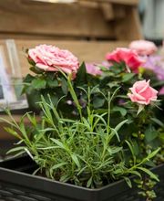 Garten-Center Kremer GmbH Bild 3