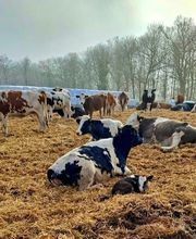 GUT STRETENSE Bild 1