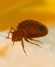 Bettwanzenbekämpfung - Mr. Motte - Schädlingsbekämpfung - Hamburg