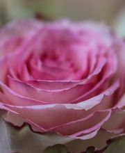 Blumen & Marroni Hajdari GmbH Bild 5