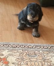 Elevage de L'étang Du Vert image 8