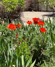 Jacobs Berry Farm image 8