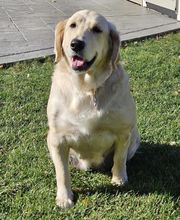 Gemma. I have been brought on to the team as a calming influence to these silly boys.