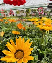 Pépinières Bourquin image 1