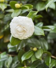 Esencias del Molino imagen 10