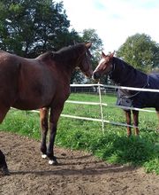 Haras De l'Epine Noire image 11