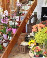 Blütenpracht Hirschi GmbH Bild 1