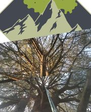 Sempervirens image 12