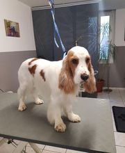 Chadog Toilettage image 6