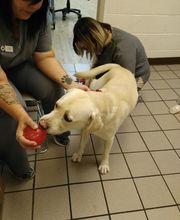 Harvey Animal Hospital image 9
