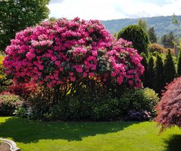 Thomas Kuster Gartenbau & Gartenpflege Bild 5